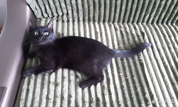 Барсик ищет дом