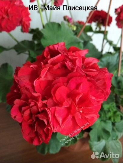 Пеларгония ив Майя Плисецкая