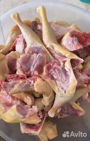 Куры домашние