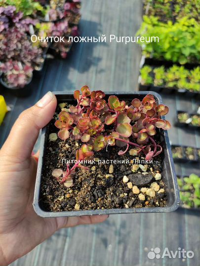 Очиток ложный пурпурный