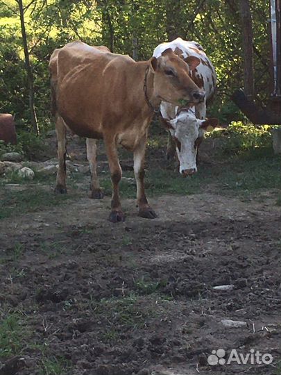 Молоко оптом