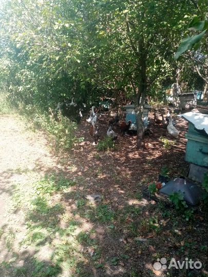 Утки, Гуси, Голуби,Куры