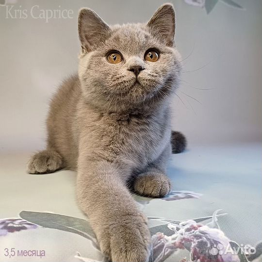 Любимчик Умка.Перспективный Британский котяра