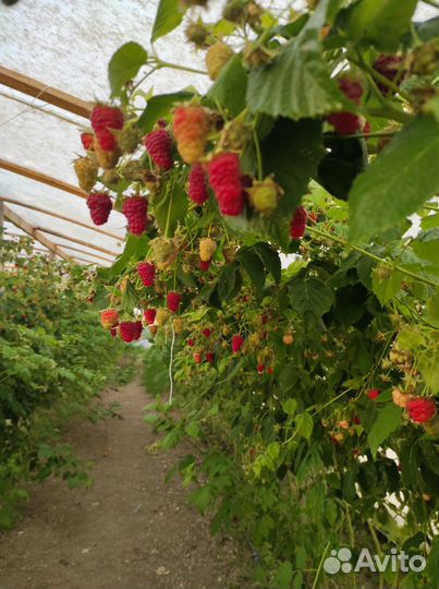 Ремонтантная малина 