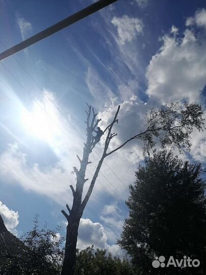 Спил деревьев