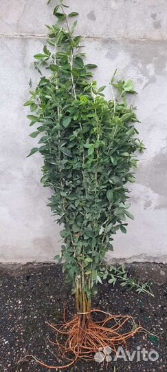 Катальпа саженцы