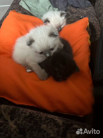 Вислоухие котята