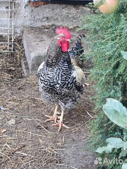 Продам Питуха