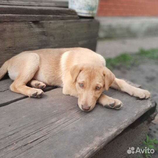 Щенок русской гончей