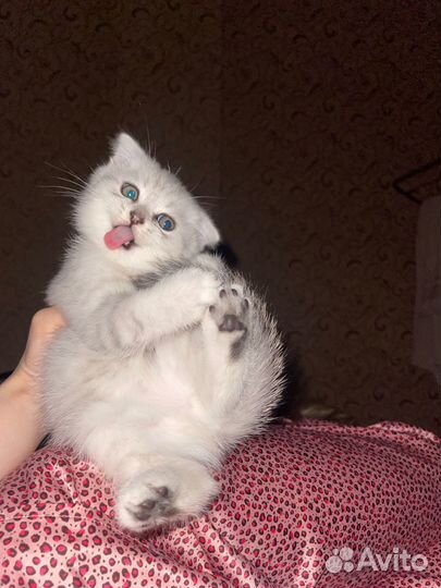 Белый котенок