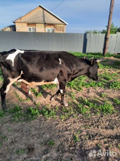 Корова дойная с бычком, телка, боров на племя