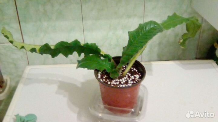 Стрептокарпус Zlotco