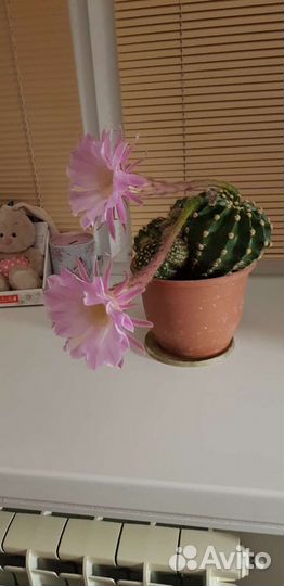 Кактус цветущий