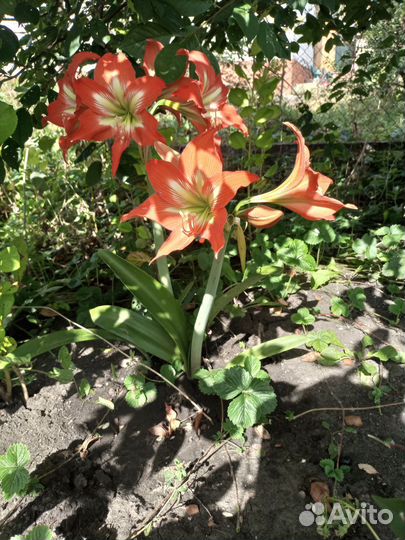 Гиппиаструм