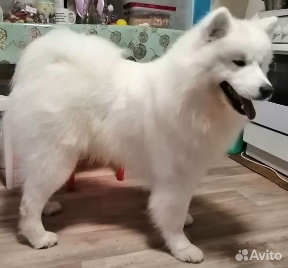 Самоед