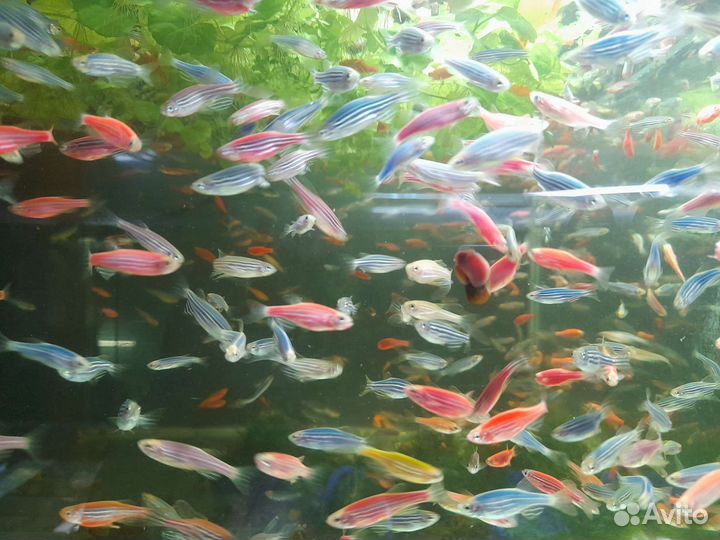 Аквариумные рыбки, растения, грунт