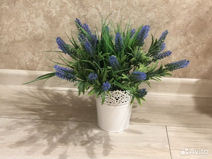 Можжевельник