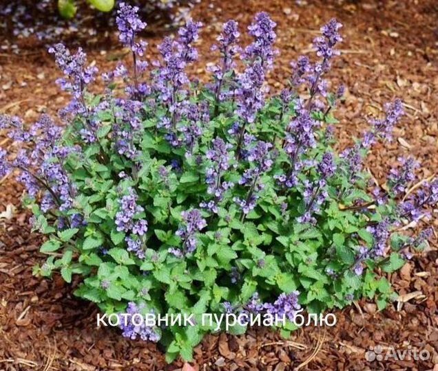 Шалфей, котовник и дубровник