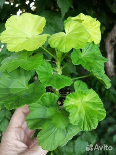 Пеларгония герань