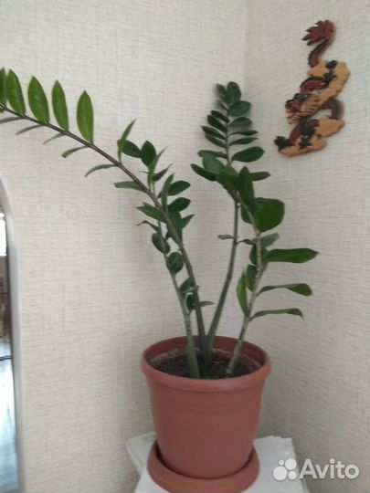 Замиокулькас