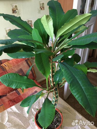 Отростки цветов