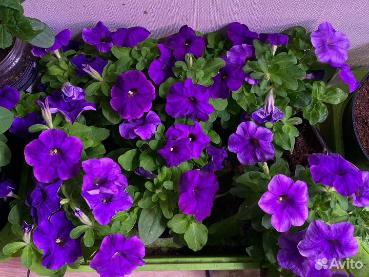 Рассада петуньи каскадной, ампельной и овощей