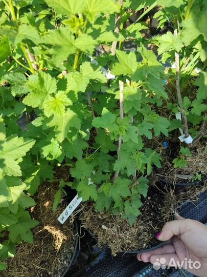 Красная смородина