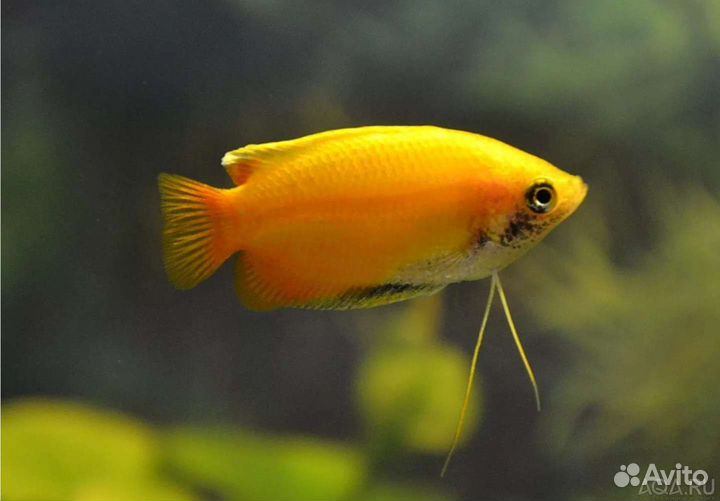 Гурами медовые желтые Аквариумные рыбки