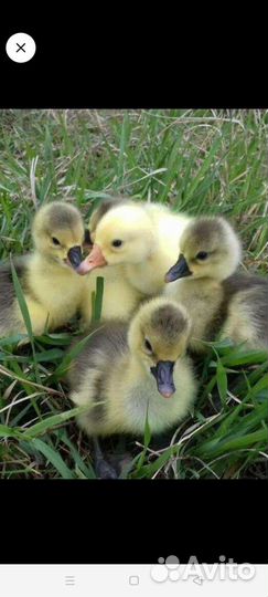 Гусята
