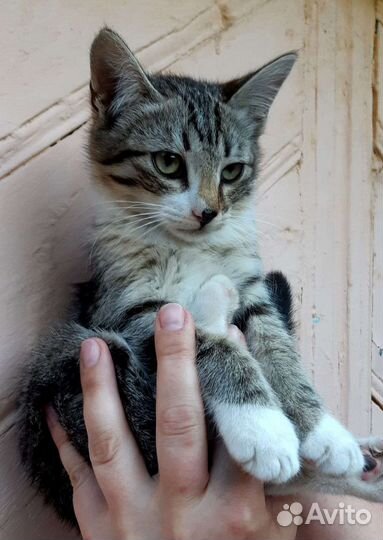 Котёнок мальчик в добрые руки