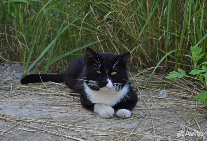 Кот Барон ищет семью