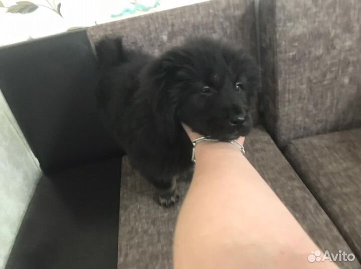 Тебецкий мастиф