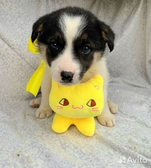 Отдам щенков