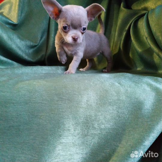 Сиреневые девочки