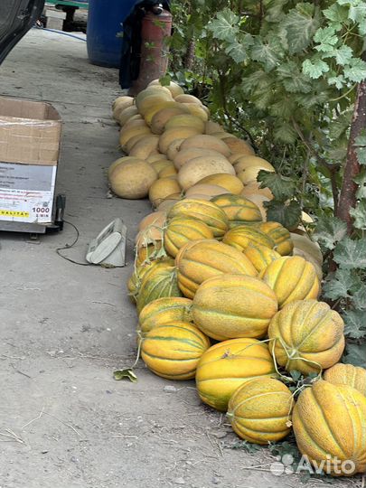 Дыня оптом Ставропольский край