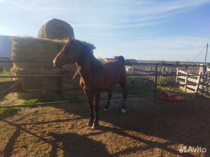 Жеребец полутяж