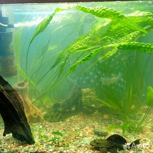 Аквариумное растения и рыбы