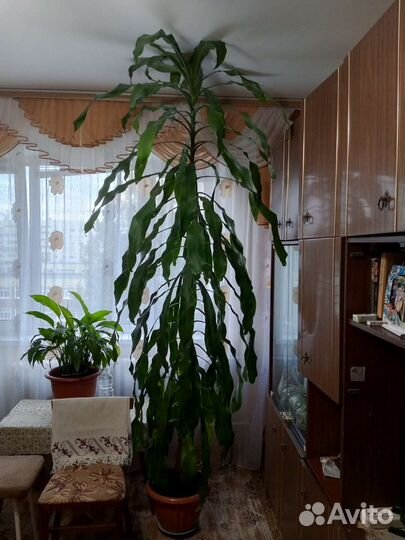 Дерево счастья