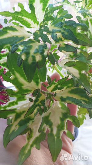 Колеус сортовой