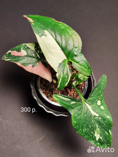 Сингониум ред спот триколор Тайский