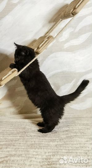 Котята манчкин