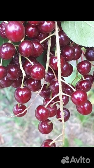 Черемуха красная(виргинская)
