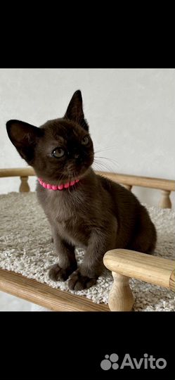 Бурманская