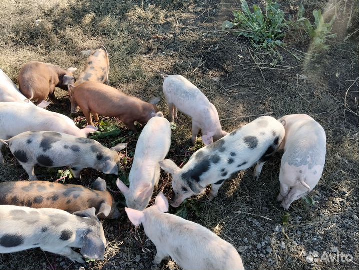 Поросята дюрок+пьентер
