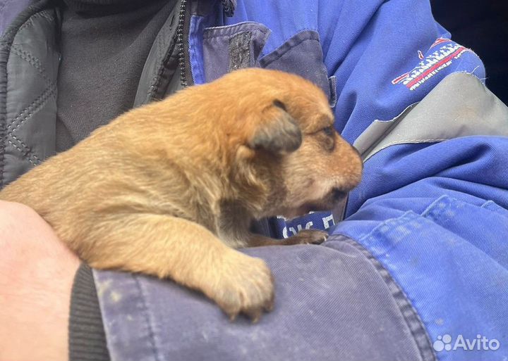 Щенки умные-здоровые-крепкие-веселые