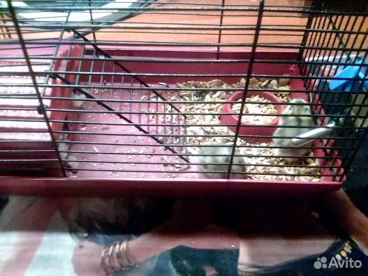 Продам хомячиху с хомячатами вместе с клеткой