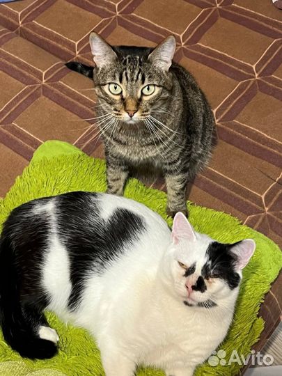 Передержка кошек