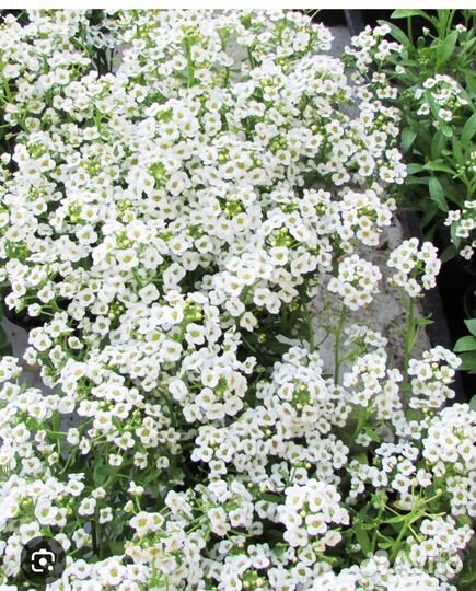 Продам рассаду Алиссум