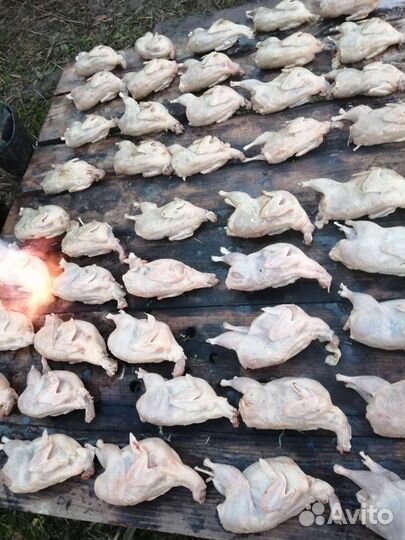 Перепёлки мясо