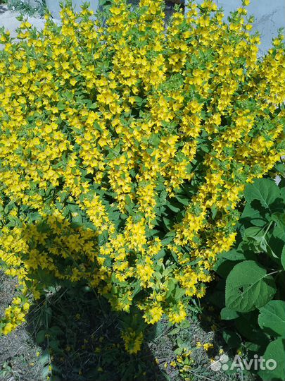 Вербейник обыкновенный